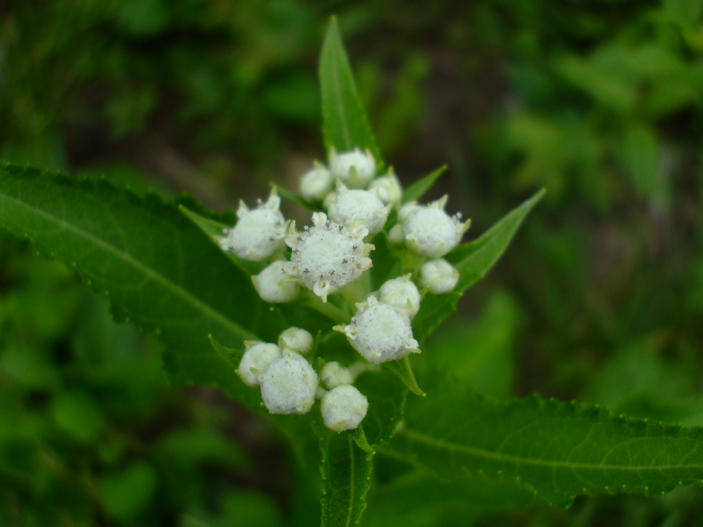 Parthenium integrifolium